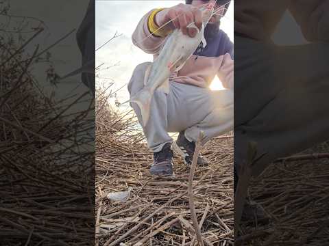 Bagre para el frito #pesca #argentina #fishing #ytshorts #youtubeshorts