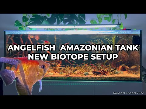 Angelfish amazonian tank - new Biotope Setup - 4K