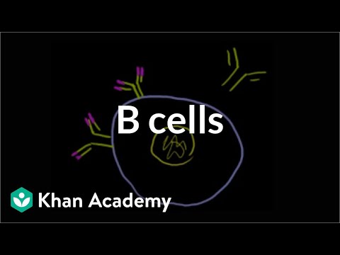 B Cells: B Lymphocytes