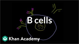 B Lymphocytes (B cells)