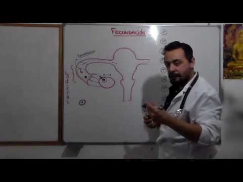 Embriología Humana 02 Fecundación