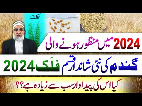 The incredible yield potential of new wheat variety Falak-2024 || Crop Reformer