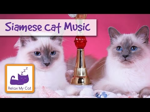 Relaxation Music for Siamese Cats