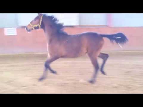 "Excellence" von Escolar - Hofrat - De Niro