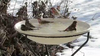 Heated Birdbath Visitors