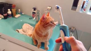 animales  gato y cepillo de dientes eléctrico