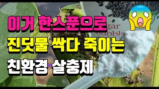 진딧물 이것 넣어 뿌려주면 몇시간만에 퇴치되는 쉬운방법