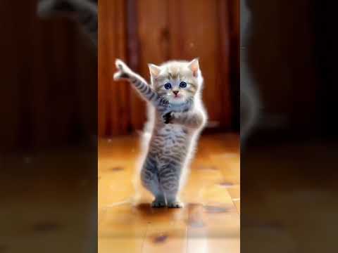 cute cat dance 😻😹💃🥳 #shorts #youtubeshorts #shortvideo #catdancevideo