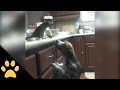 Bird Feeds Spaghetti to a Dog 