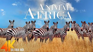Animal Kingdom 4K - 4K Ultra HD Animals & Wildlife Relaxing Music - Animals of the World 4K