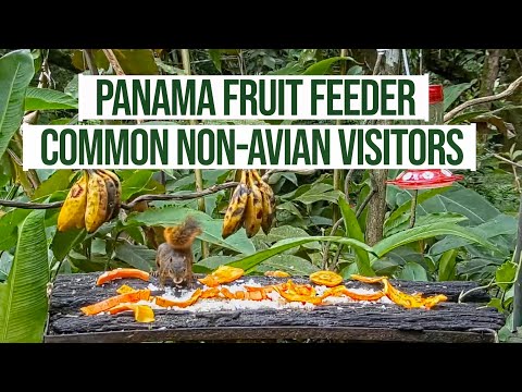 Common Non-avian Visitors To The Panama Fruit Feeder – May 14, 2021