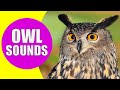 OWL Sounds Different Types Of Owls And Their Sounds