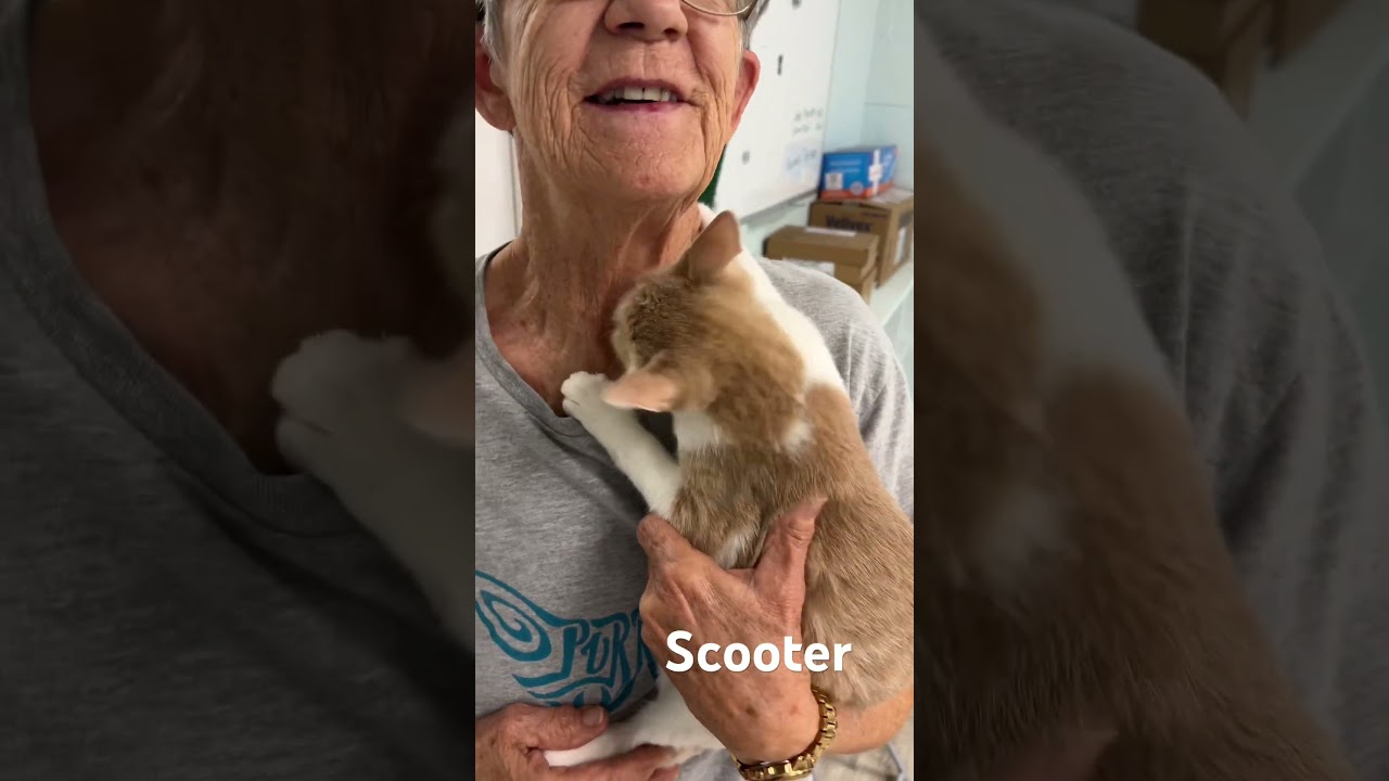 Enlarge Scooter, an adopted Domestic Short Hair in Farmington, CT video 3/3