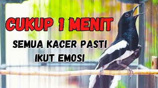 Download lagu kacer gacor FULL ISIAN tarung konslet ini paling ampuh buat PANCINGAN KACER agar EMOSI SEKETIKA mp3