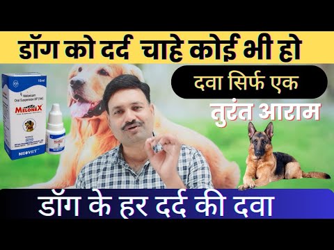 Liquid syrup meloxicam oral suspension, packaging type: bott...