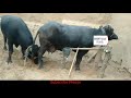 Buffalo Meeting With Buffalo BuLL