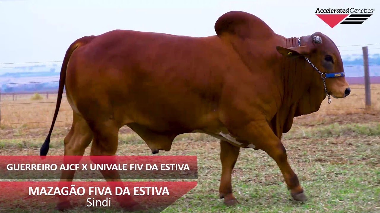 Vídeo MAZAGÃO FIV DA ESTIVA