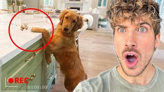 What My Golden Retriever Puppy Does When I'm Not Home
