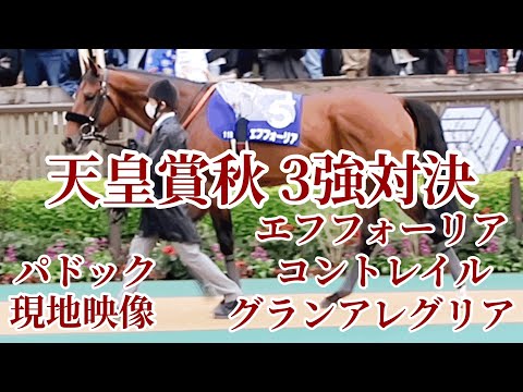【現地映像】天皇賞秋 2021年10月31日 東京競馬場