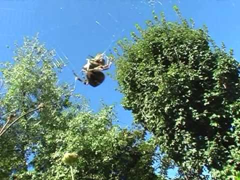 Kreuzspinne umgarnt eine Biene