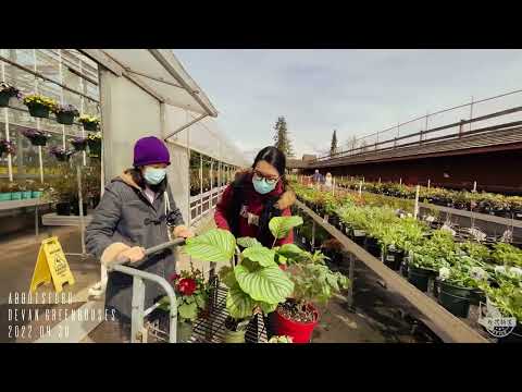 【加拿大温哥华 ABBOTSFORD市 - DEVAN GREENHOUSES 】2022.04.30 [ 用視頻記錄幸福生活每一天 ]