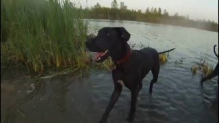 Download lagu My Dogs Swimming at Blue Grass Fish & Wildlife Area - Indiana mp3