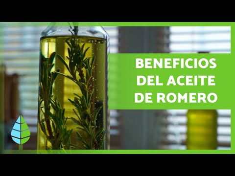 ROSEMARY OIL 🪔🍃 Properties, BENEFITS and How to Make It!
