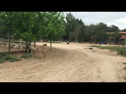 Vídeo de ZORBA