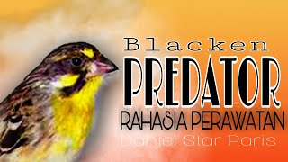 Download lagu Aksi Blacken PREDATOR Serta Tips Perawatan Daniel Star Paris mp3 Download lagu Aksi Blacken PREDATOR Serta Tips Perawatan Daniel Star Paris mp3