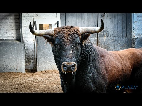 SORTEO | Novillada 5 octubre, Fuente Ymbro