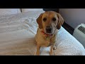 Hampton Inn Barrie