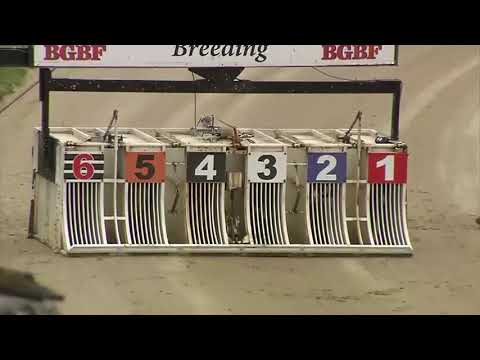 Swindon Produce Stakes Second Round - Heat 4 - Houston Main