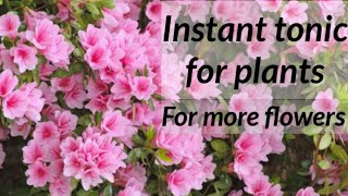 Instant tonic for flowering plants | liquid fertilizer for rose