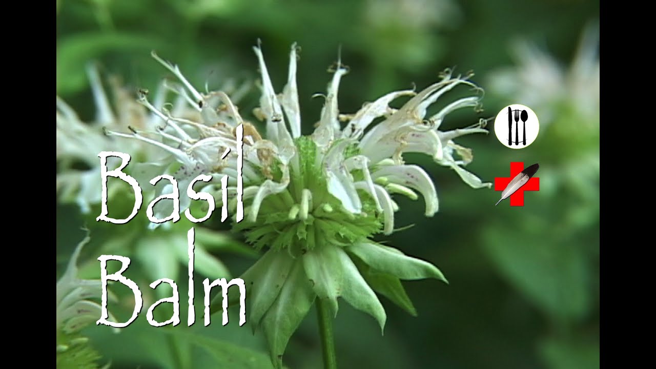 Basil Balm: Edible & Medicinal - YouTube