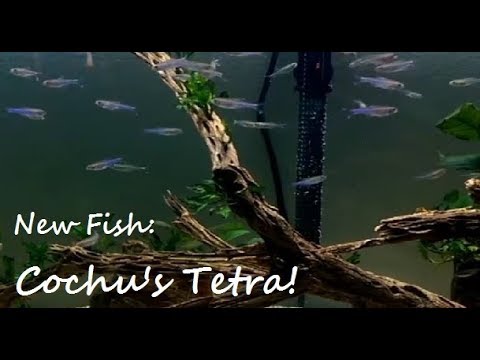 download lagu mp3 mp4 King Tetra, download lagu King Tetra gratis, unduh video klip King Tetra