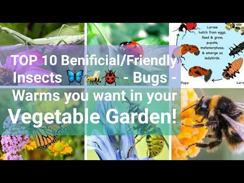 Never Kill These Insects | 10 Beneficial Insects You Want in The ORGANIC Garden! 🦋🐝 🐞
