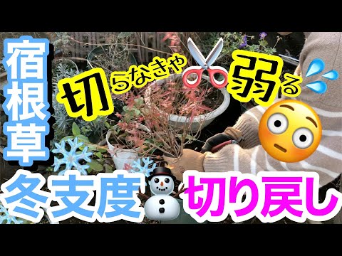 イフェイオン庭園の冬の花