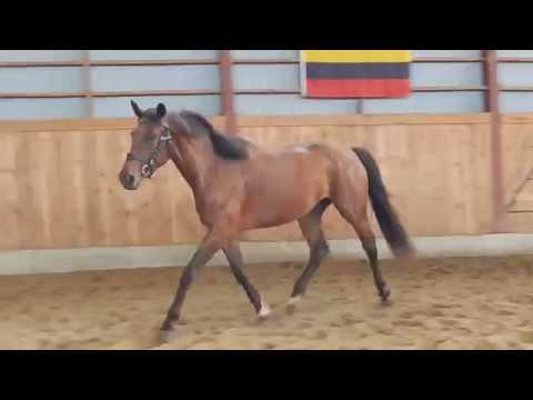 Juliana FMB 2016 Holsteiner mare