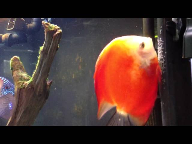 Discus laying eggs