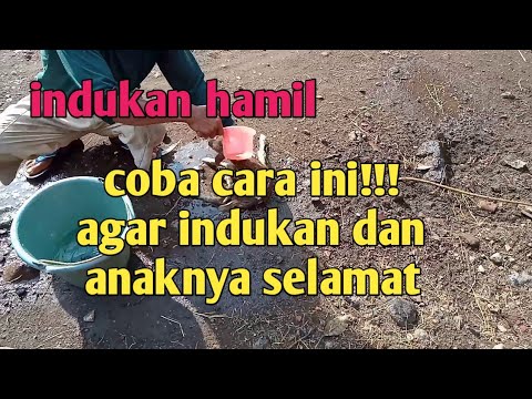 Cara merawat indukan hamil yang baik dan benar agar anaknya lahir selamat