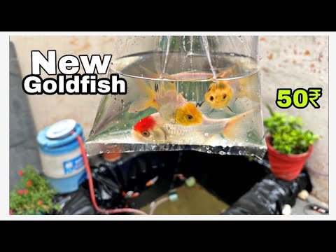 New Goldfish in Our Fish Pond🔥|Nikhil Patle| RedCap Goldfish#petsvlog #fishlover #vlogs