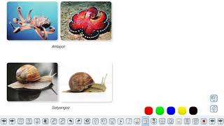 Eğitim Vadisi 9.Sınıf Biyoloji 16.Föy Hayvanlar(Omurgasız Hayvanlar) Konu Anlatım Videoları