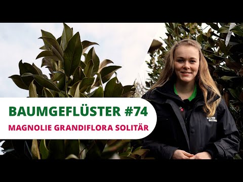 Magnolie grandiflora Solitär | Baumgeflüster #74