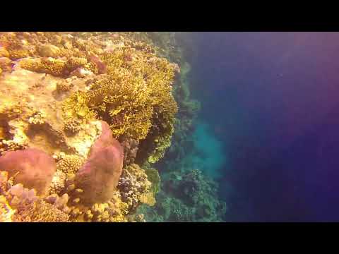 Video thumbnail — Rowan Byrne Marine Biologist Snorkelling Egypt 2014