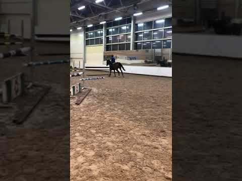 Малыш Magnificus ( Magnus Romeo x Landor S) 4 y.o.