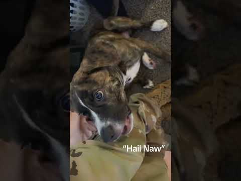 #funny #dogs #pet #dogscats#dogshorts #dog#doglover#doglife