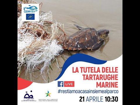 La Tutela delle tartarughe marine