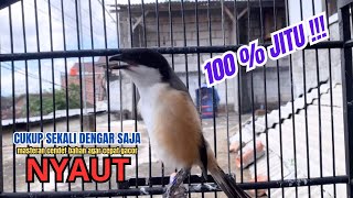 Download lagu cendet gacor ISIAN JERNIH AMPUH buat PANCINGAN CENDET AGAR BUNYI bikin BURUNG PENTET GACOR AKTIF mp3