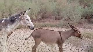 Download lagu horses agovozy. Stallion to Parovka. Brought a mare from Bachach. horses of Ternopil region. YT20... mp3