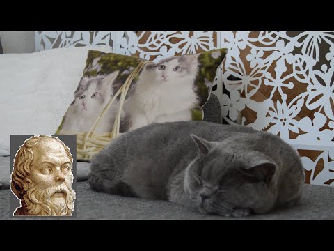 British Shorthair's comment on Socrates